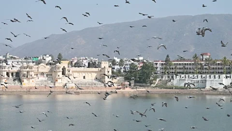 Slow-motion of pigeons flying over Pushkar lake Stock Footage 146332974