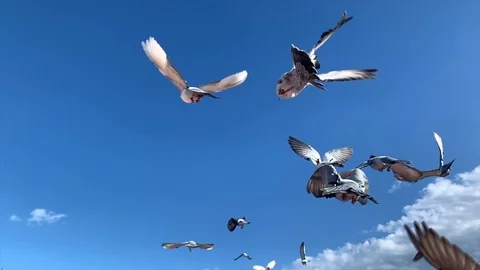 Slow Motion of Pigeons Stock Footage 100035553