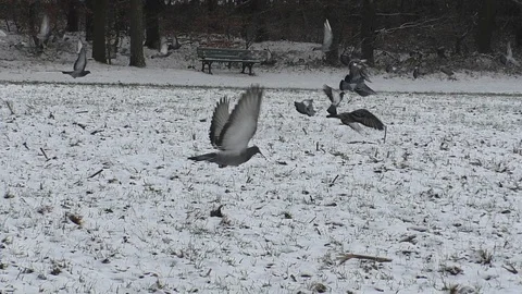 Slow-motion: Pigeons looking for food on snowy field near bench and taking off Stock Footage 101760876