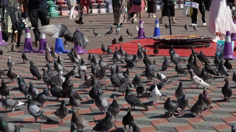 Slow motion of pigeons taking off and flying on a city plaza 스톡 동영상 337086779