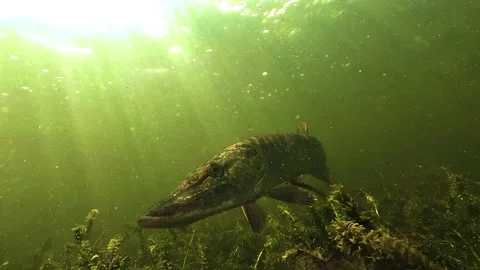 Slow Motion Pike Close Up Exit Stock Footage 335371209
