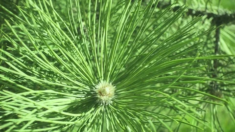 Slow motion the pine branch sway in the wind Stock Footage 88252777