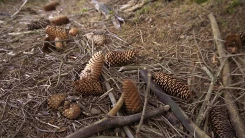 Slow Motion Pine Cones Dropping on Forest Floor Stock Footage 283916728