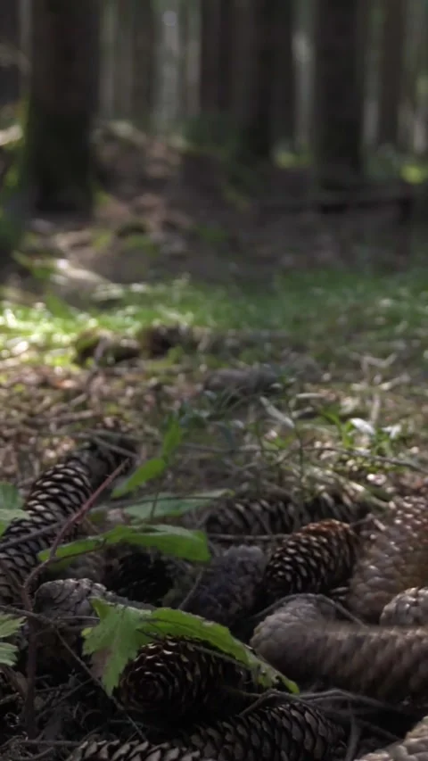 Slow Motion Pine Cones Dropping on Forest Floor Stock Footage 283916737