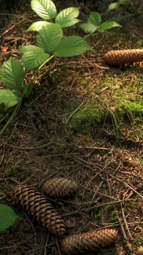 Slow Motion Pine Cones Dropping on Forest Floor Stock Footage 283916808