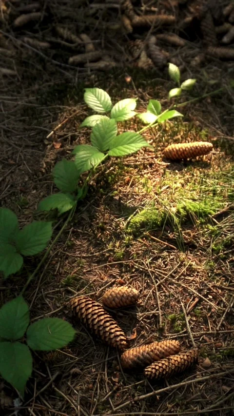Slow Motion Pine Cones Dropping on Forest Floor Stock Footage 283916840