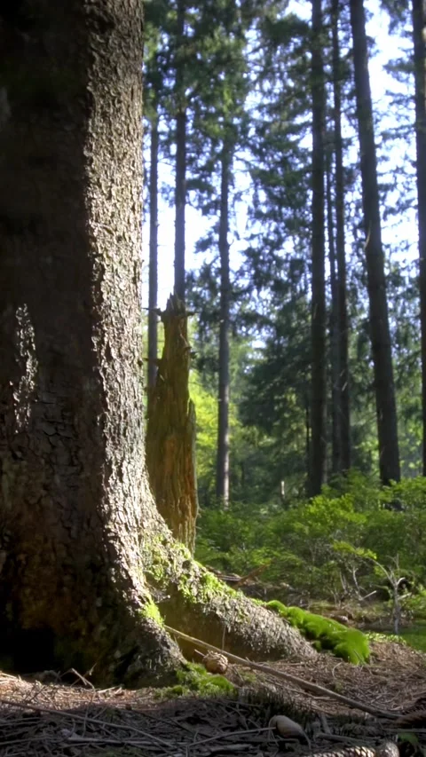 Slow Motion Pine Cones Hitting Tree in Forest Stock Footage 283916885