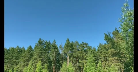 Slow Motion of a Pine Forest with a Clear Blue Sky Stock Footage 274878982