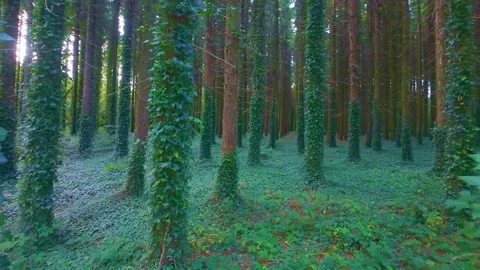 Slow motion pine forest with trunks covered in green climbing plants Stock Footage 340439009