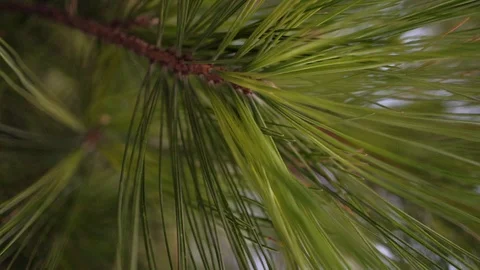 Slow Motion Pine Needles Stock Footage 90869032