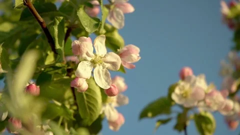 Slow motion. Pink and white flower on an apple tree Video stock 192509697