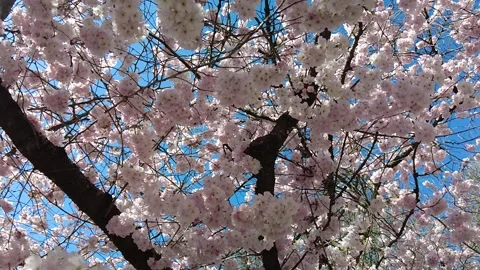 Slow motion pink cherry blossom in the Père Lachaise cemetery Stock Footage 171900802
