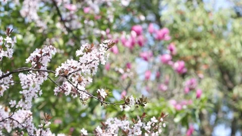 Slow Motion Pink Cherry Blossoms Swaying in Spring Breeze 4K Stock Footage 341367125