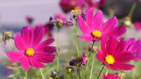 Slow motion pink  flower Video stock 148652877