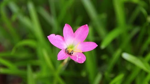 Slow motion pink flowers. Video stock 198297517