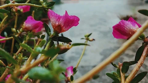 Slow Motion Pink Flowers with Rain Drops. Stockbeeldmateriaal 343246487