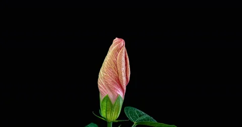 Slow motion, pink hibiscus flower blossoms on black background, Chinese rose Stock Footage 133804465