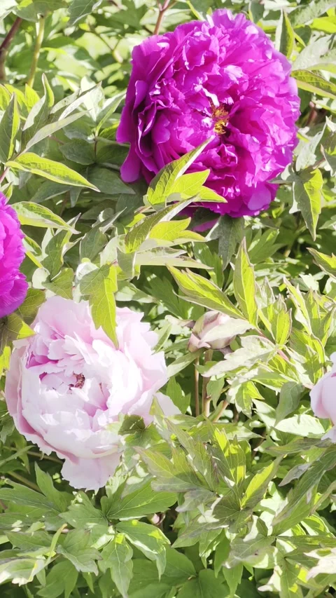 Slow Motion Pink Peonies Blooming Vertical 4K HDR Stock Footage 333626869