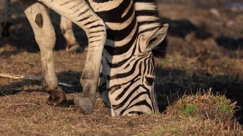 Slow motion of Plain Zebra bending down to drink water in golden sunset Stock Footage 292657614