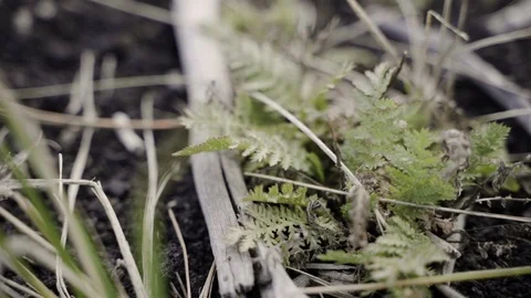Slow motion of a plant on the ground Video stock 125489014