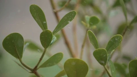 Slow motion: plants being irrigated Stock Footage 128093822