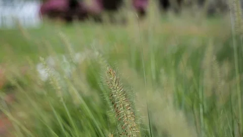 Slow motion plants in wind close up dream like Stock Footage 114186113