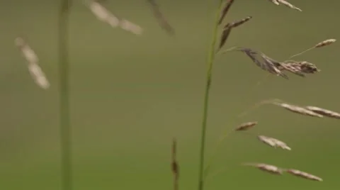 Slow motion plants in the wind Stock Footage 40086239