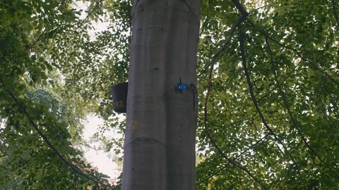 Slow Motion The plate with the number on the tree. The concept of creating a Video stock 106145350