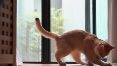 Slow motion play and happy feeling with british cat in living room Stock Footage 285483704