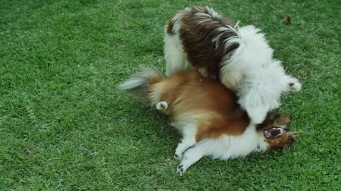 Slow motion playfight, two cute pups 4K Stock Footage 271319333
