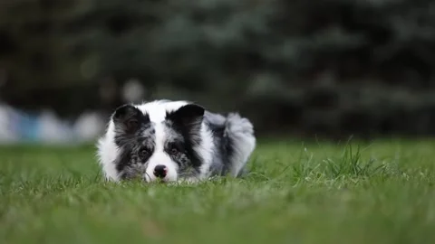Slow motion of a playful border collie dog with a pedigree is running in a green Stock Footage 232530834