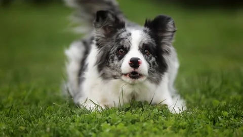 Slow motion of a playful border collie dog in a green park forest lay down on Stock Footage 232531386