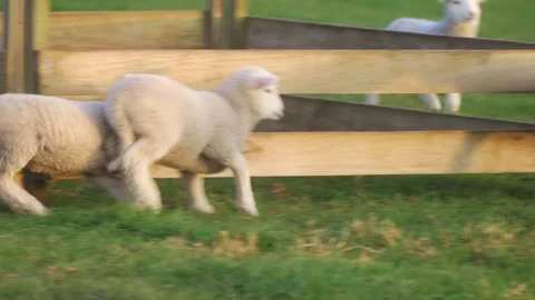 Slow motion of Playful lambs running and jumping in a field 스톡 동영상 250360669