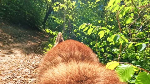Slow motion of playful red dog walking green forest in sunny day. Summertime Stock Footage 196227699