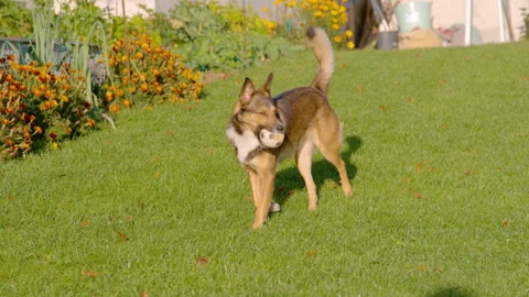 SLOW MOTION: Playful shepherd dog carries small ball across sunny autumn garden Stock Footage 341824122