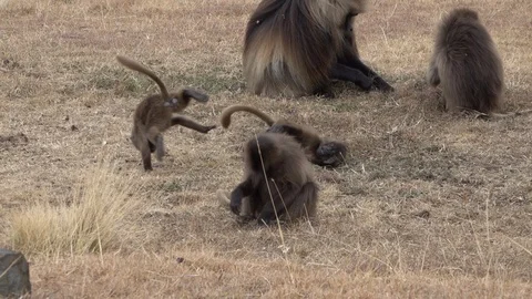 Slow motion of playful young baboon monkeys dancing national park Ethiopia Stock Footage 119253301