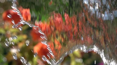 Slow motion of playing water on summer garden background with red flowers. Stock Footage 100237637