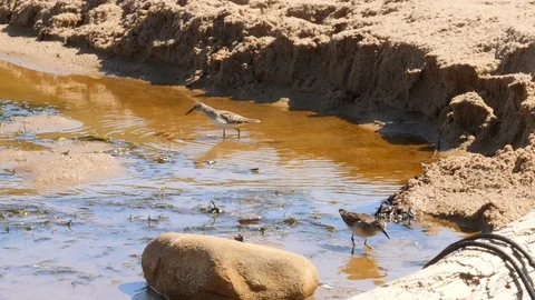Slow motion of plover chicks walking through water on an ocean beach Stock Footage 122411961