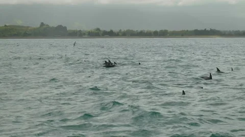 Slow motion pod of dolphins Видео 260369850