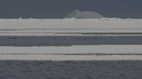 Slow motion - pod of narwhals playing in arctic ocean Stock Footage 64315709