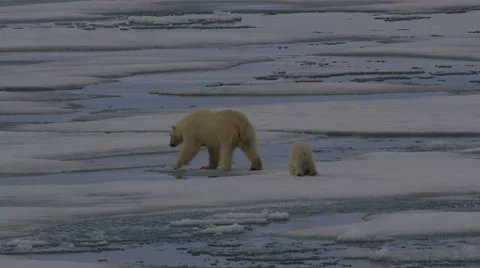 Slow motion - polar bear and cub on melting sea ice near arctic night Stock Footage 60625563