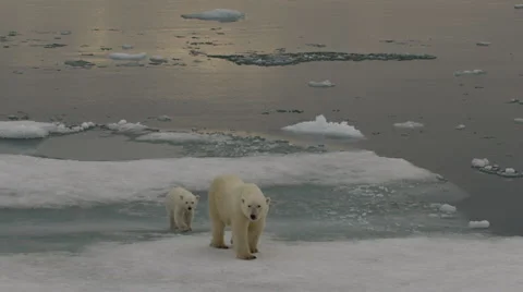 Slow motion - Polar bear and cub make way around melting sea ice Stock Footage 61156427