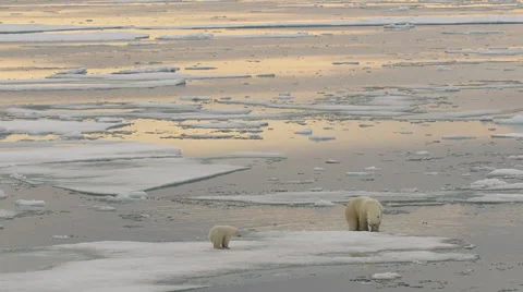 Slow motion - Polar bear backs in water and swims followed by cub Video stock 61159354