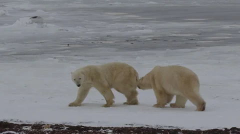 Slow motion - polar bear chases bites and tackles friend on sea ice Stock Footage 65131877