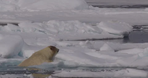 Slow Motion - Polar Bear Climbs out of Ocean to Pack Ice Stock Footage 56365332