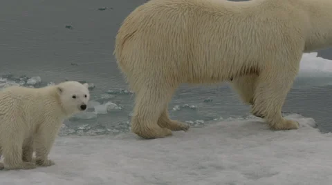 Slow motion - Polar Bear cub sits on ice as it waits on edge of sea ice Stock Footage 61154469