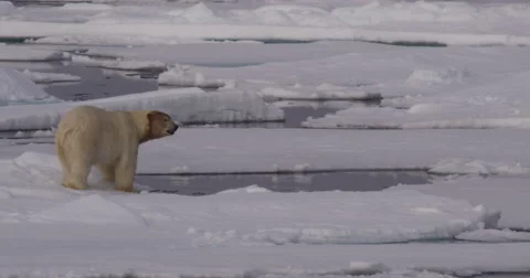 Slow Motion - Polar Bear dives under water and climbs onto sea ice Video stock 56422544