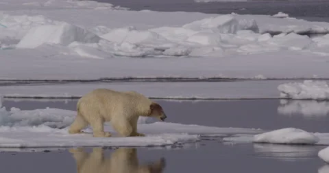 Slow Motion - Polar bear leaps across Gap in Ice Video stock 56421468