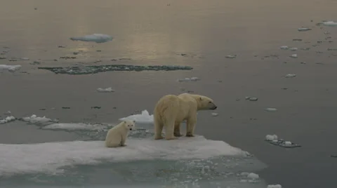 Slow motion - Polar Bear mother and cub leave ice edge to stare at camera Stock Footage