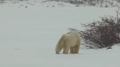 Slow Motion - Polar Bear walking across a snowy flat Video stock 57096186